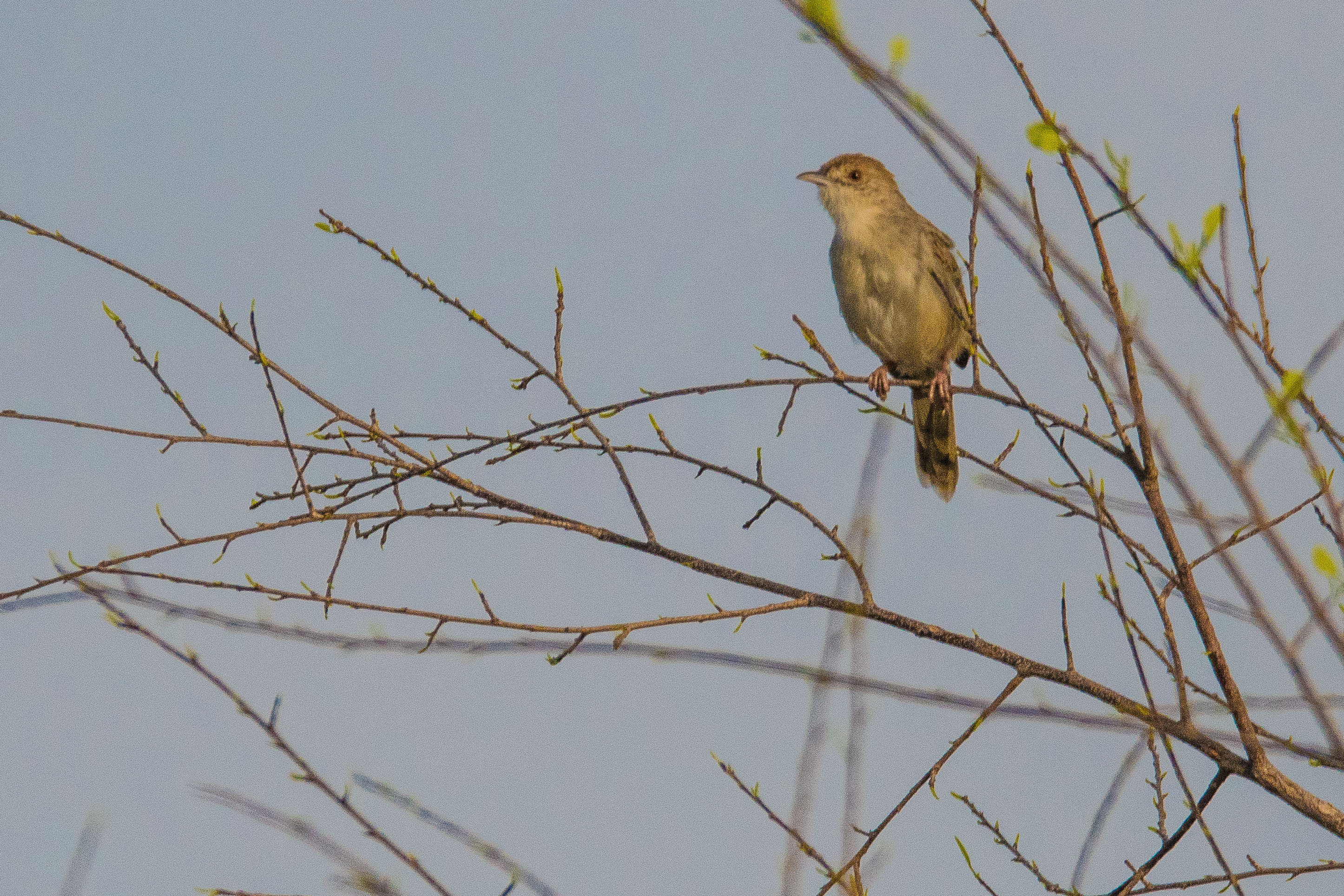 Cisticole grinçante adulte (Rattling cisticola, Cisticola chiniana), Chobe National Park, Botswana.